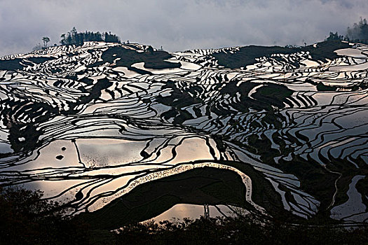 阶梯状,稻田,元阳