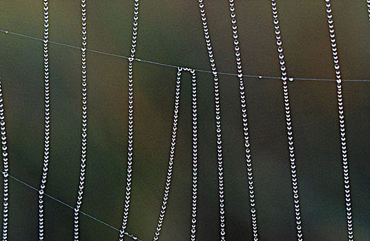 露珠,蜘蛛网,萨德伯里,安大略省,加拿大