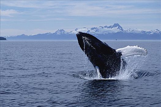 驼背鲸,大翅鲸属,鲸鱼,鲸跃,东南阿拉斯加