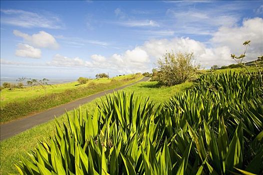 夏威夷,毛伊岛,内陆,景色,靠近,小,道路,绿色,牧场