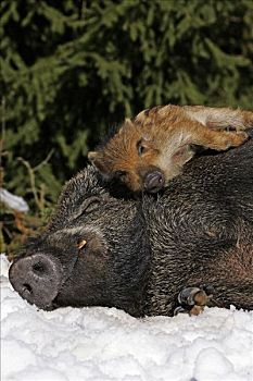 小野猪,小猪,睡觉,母猪