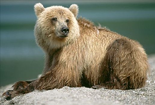 棕熊,休息,堪察加半岛,俄罗斯