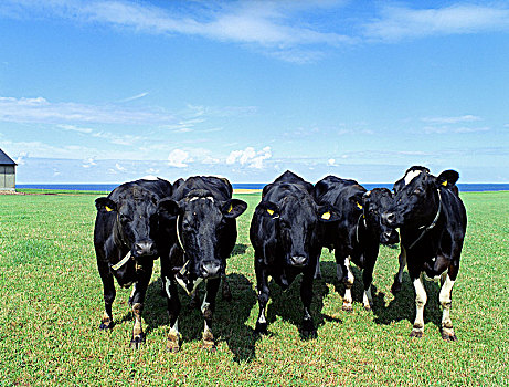 黑色,母牛,草场