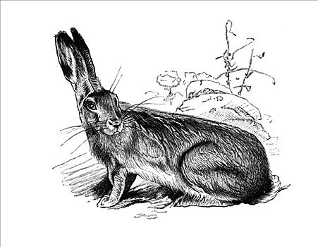 木刻,野兔,兔属