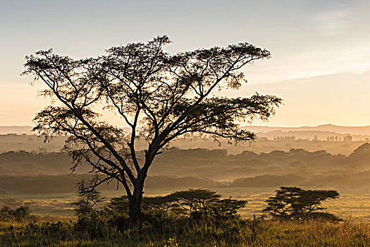 风景,晨雾,伊丽莎白女王国家公园,乌干达,非洲