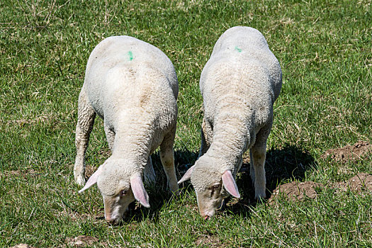两只,羊,吃,草,春天,靠近,相互,草地