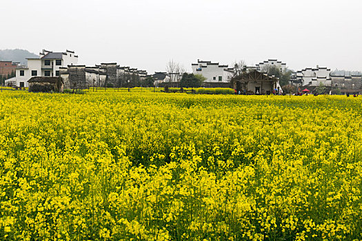 婺源油菜花