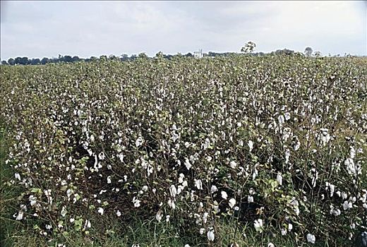 棉花,地点,阿肯色州,美国
