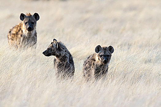斑点土狼,近成年,站立,高草,埃托沙国家公园,纳米比亚,非洲