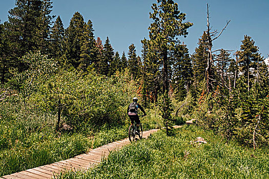 男人,骑自行车,小路,树林,曼莫斯湖,加利福尼亚,美国,北美