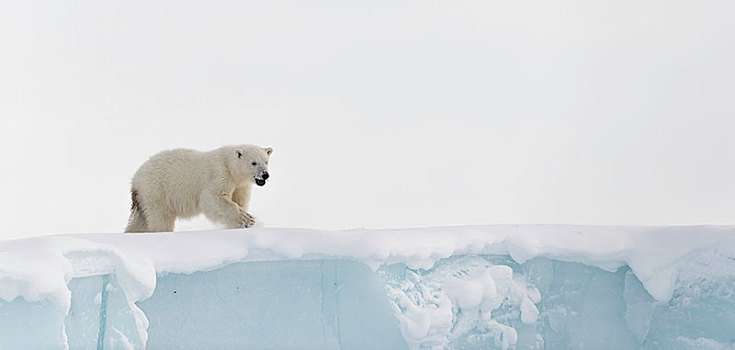 北极熊,幼兽,15个月,老,边缘,冰山,杂乱无章,巴芬岛,努纳武特,加拿大,北美