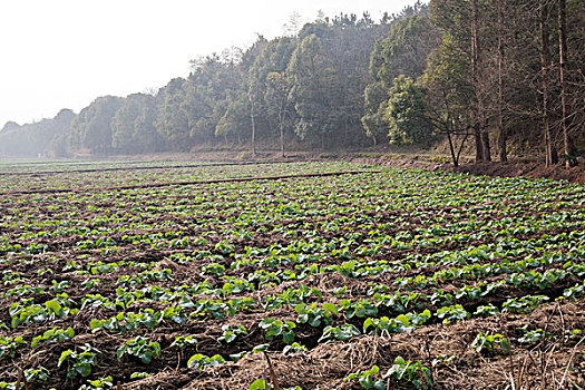 田野,农村,郊外,菜地