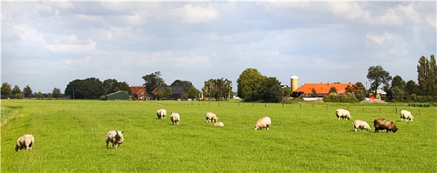 绵羊,农场,荷兰,风景