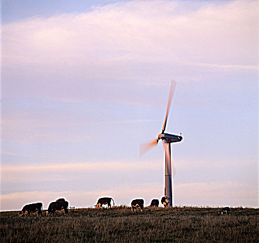 牛,放牧,土地,旁侧,风轮机