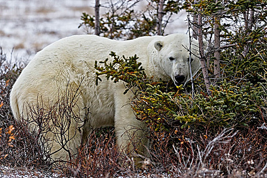 北极熊,丘吉尔市,野生动物,管理,区域,哈得逊湾,曼尼托巴,加拿大