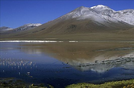 智利红鹤,泻湖,波托西地区,玻利维亚