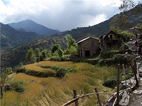 梯田,稻米,乡村