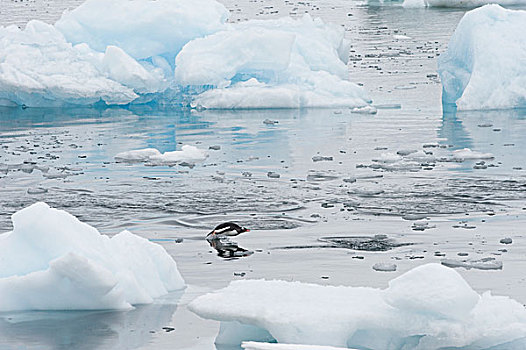 巴布亚企鹅,水面急行,南极