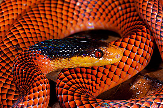 蛇,国家公园,亚马逊河,厄瓜多尔