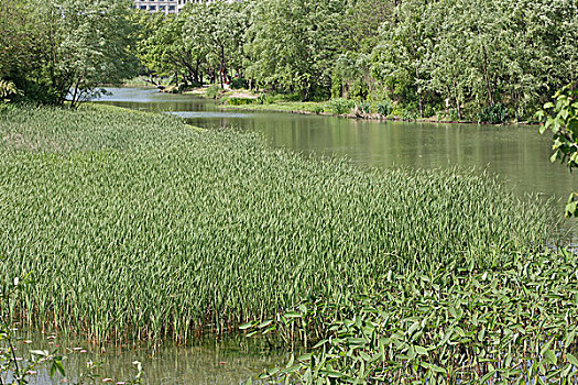 湿地,水草
