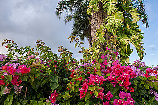 多米尼加共和国,蓬塔卡纳,叶子花属