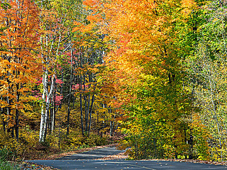 美国,密歇根,半岛,道路,硬木,树林,秋天
