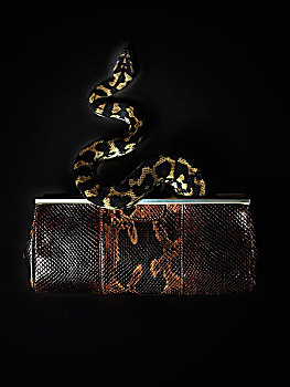 蛇,手包