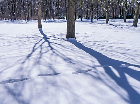 雪中