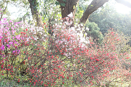 山花烂漫