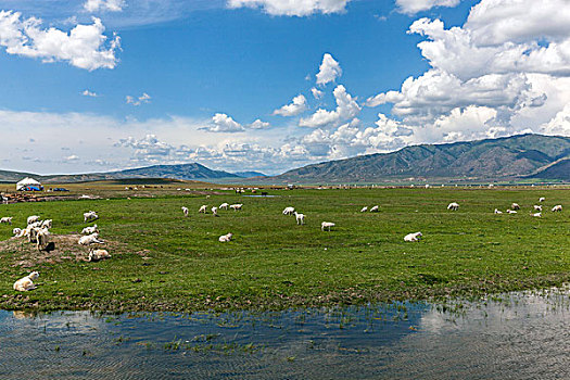 牛羊成群的牧场