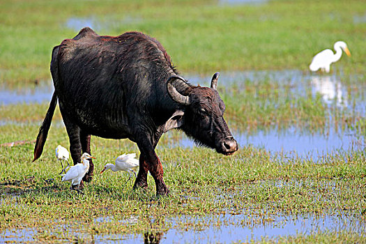 水牛,成年,浅水,牛背鹭,国家公园,斯里兰卡,亚洲