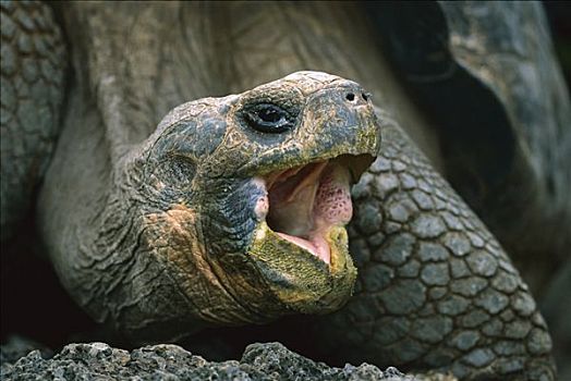 加拉帕戈斯巨龟,加拉帕戈斯象龟,哈欠,圣克鲁斯岛,加拉帕戈斯群岛,厄瓜多尔