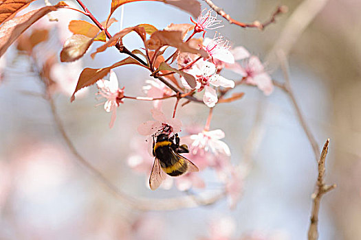 特写,树,大黄蜂,熊蜂,樱桃李,花,弗兰克尼亚,巴伐利亚,德国