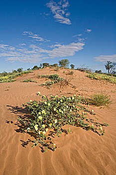 南非,卡拉哈迪大羚羊国家公园,黄色,野花,红色,沙丘,卡拉哈里沙漠