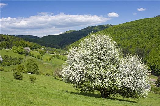 春景,白色,喀尔巴阡山脉地区,防护,风景,区域,地区,摩拉维亚,捷克共和国,欧洲