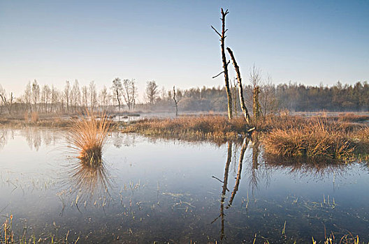 荷兰,湿地,自然保护区,日出,欧洲