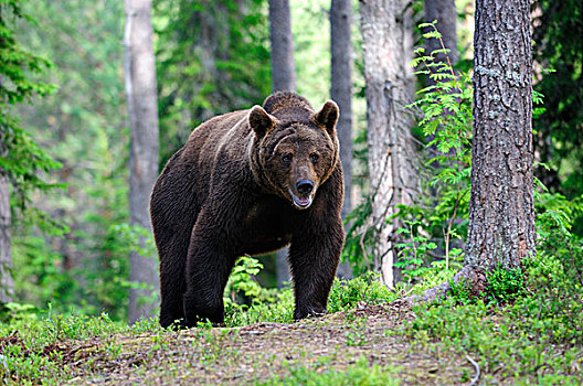 褐色,熊,成年,雄性,卡瑞里亚,东方,芬兰,欧洲