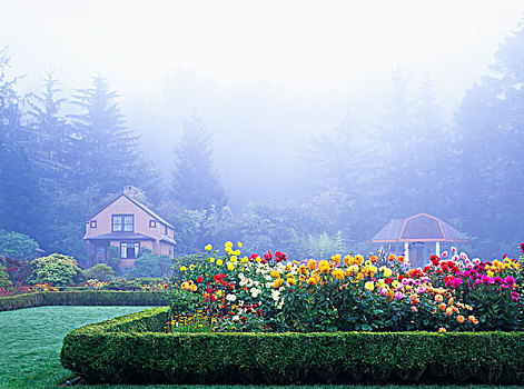 雾,岸边,英亩,植物园,州立公园,查尔斯顿,俄勒冈,美国
