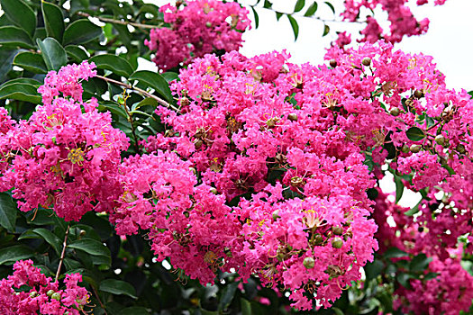 紫薇花花朵