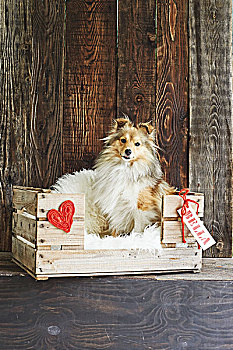 狗,床,木质,板条箱,装饰,心形,姓名牌
