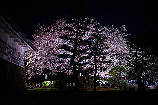 光亮,樱花,夜晚,金泽,城堡,公园,石川,日本