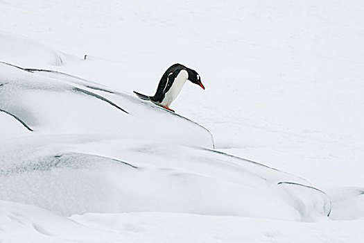 巴布亚企鹅,下降,石头,大雪,南极半岛,南极