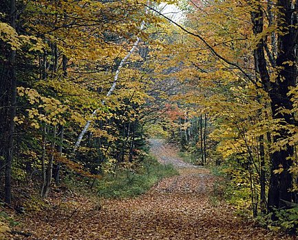 小路,遮盖,秋叶,通过,树林,缅因,新英格兰,美国