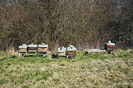 盒子,蜜蜂,边缘,树林,草地,秋天
