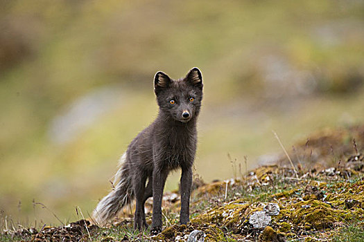 挪威,西部,斯匹次卑尔根岛,北极狐,狐属,蓝色,阶段,食物,海岸,夏天