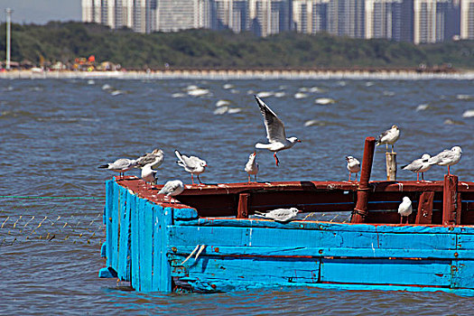 海鸥在渔船上休息