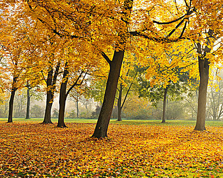 公园,秋天,枫树,阿沙芬堡,巴伐利亚,德国