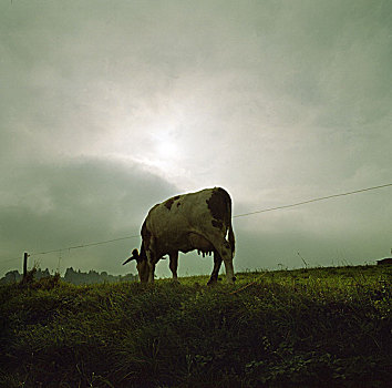 母牛,放牧,地点,暗色,生动,天空