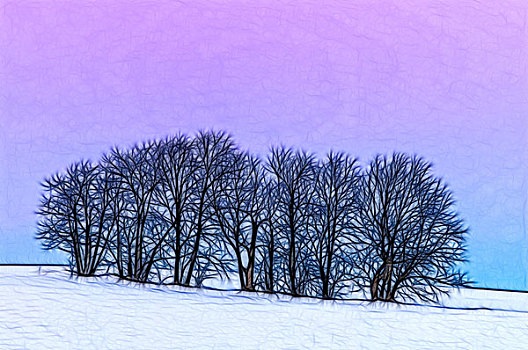 冬天,糖枫,树,糖槭,靠近,安大略省,加拿大