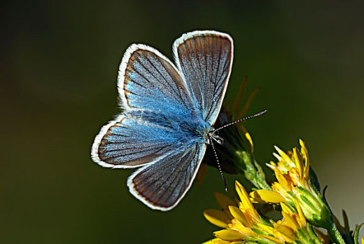 蓝色,蝴蝶,马尔康杜国家公园,普罗旺斯,法国